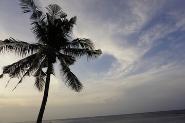 palm tree silhouette