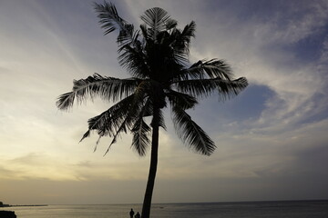 palm trees at sunset