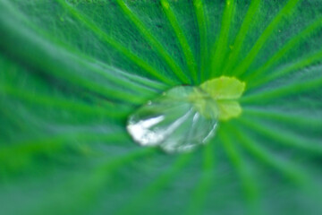 The original origin of the lotus is believed to be in South Asia (India) and Southeast Asia (including Thailand), but some books state that the lotus originated in Africa and then spread there.
