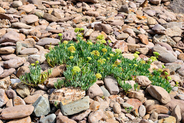 Hinojo marino plantas suculentas