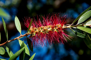 Callistemon es un género de árboles y arbustos de la familia Myrtaceae,​ llamado comúnmente limpia tubos o limpia botellas