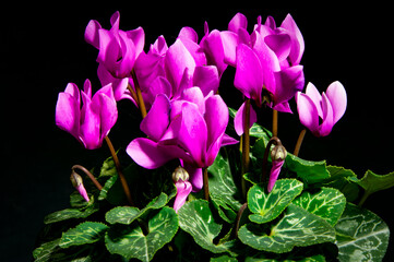  Cyclamen persicum, artánita y pan de puerco originaria de Asia Menor, una atractiva perenne de...