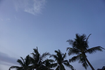 palm trees against the sky