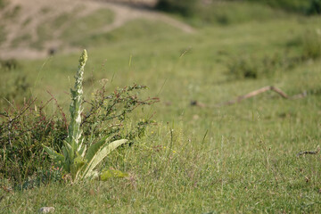 Verbascum speciosum: A tall, green plant stands amidst a meadow's grassy expanse, softly blurred background adds depth.