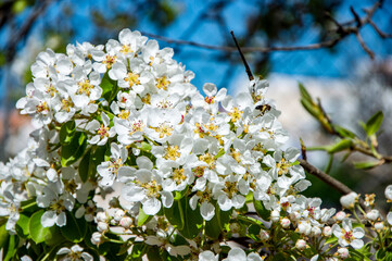 Flor del peral albo que da como frutos la pera pequeña de San Juan típicas de Menorca 