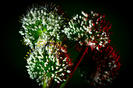 Flor N&aacute;poles o del ajo blanco, Allium neapolitanum  con numerosas flores de un blanco resplandeciente reunidas en umbela semiesf&eacute;rica  