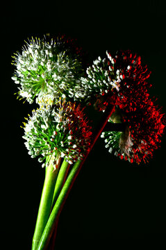 Flor N&aacute;poles o del ajo blanco, Allium neapolitanum  con numerosas flores de un blanco resplandeciente reunidas en umbela semiesf&eacute;rica  