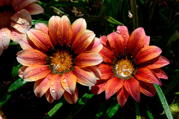 Flor de gazania rigens conocida como ganzania o flor del tesoro cubierta de gotas de agua roció o...