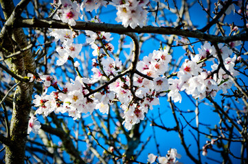 Almendro de flores blancas con un fondo de cielo azul