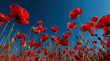 Obraz premium Lush red poppy field, looking up