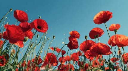 Obraz premium Vibrant red poppies in a field against a vibrant blue sky