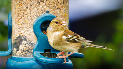 Naklejka premium Female Chaffinch, on the feeders at Hauxley Nature Reserve, Northumberland, June 2025