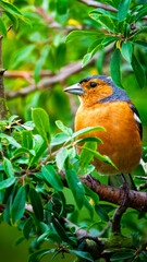 Male Chaffinch close up shots, Hauxley Nature Reserve, Northumberland June 2025
