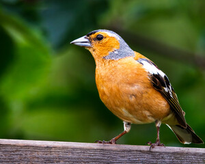 Male Chaffinch close up shots, Hauxley Nature Reserve, Northumberland June 2025