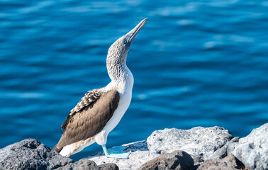 Blue-Footed Booby Standing on Rock Along the Coastline, South Plaza, Galapagos Islands. Side View.