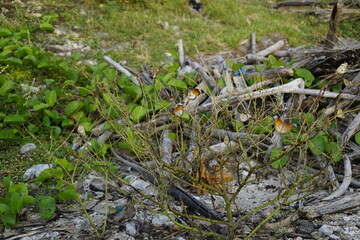 BUTTERFLY ON A TWIG