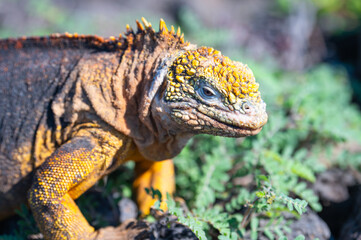 Yellow Galapagos Land Iguana in Nature, South Plaza. Conolophus Subcristatus.