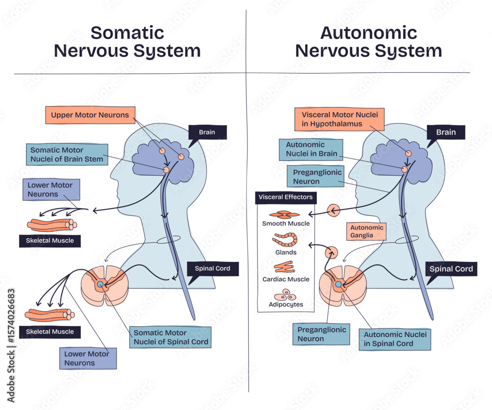 Poster somatic vs autonomic nervous system shows differences in neural pathways, muscle control, and target