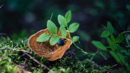 Beautiful forest background with mushrooms. A bright orange mushroom against the background of a...