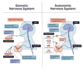 Somatic vs autonomic nervous system shows differences in neural pathways, muscle control, and target effectors. Main objects, brain, spinal cord, muscles. Doodle style diagram