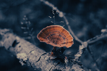 Beautiful forest background with mushrooms. A bright orange mushroom against the background of a...