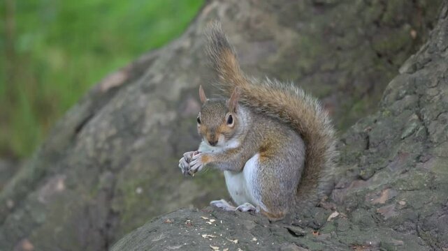 Grey Squirrel (Sciurus carolinensis) eating and dropping a peanut at the base of a tree in a public park. July, London, UK [Half speed]