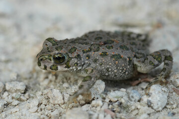 Camouflaged juvenile Green toad, Bufo viridis, blending into the rocky ground,