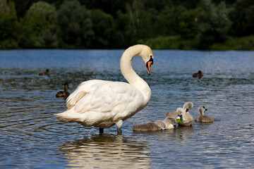 White swan with cygnets on summer lake. Chicks swimming in water
