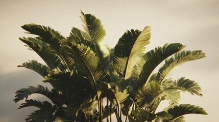 Group tropical asian organic cluster
