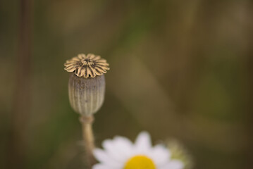 
SUMMER LANDSCAPE - Poppy head on a background of the field

