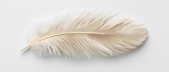 Delicate feather on white background nature photography minimalist design studio environment close-up view softness and serenity