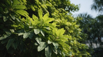 Group tropical asian organic cluster