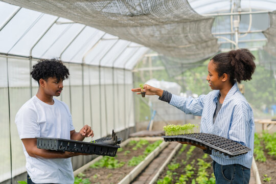 Group of young people working together in a greenhouse, growing and caring for green vegetables. Diverse team of farmers or students engaged in sustainable agriculture.