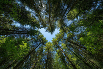 'In the lush, green forest, tall trees reach towards the blue sky with sunlight shining through their leaves.