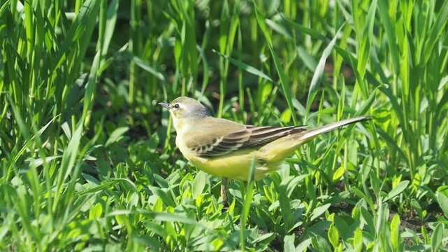 The western yellow wagtail bird grooming in the grass, Motacilla flava