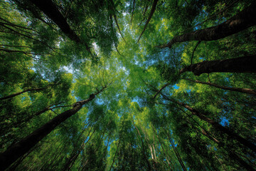 'In the lush, green forest, tall trees reach towards the blue sky with sunlight shining through their leaves.