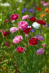 Naklejka premium Vibrant dianthus carnations blooming densely, displaying summer garden's saturated pink, red, white color palette in close up perspective