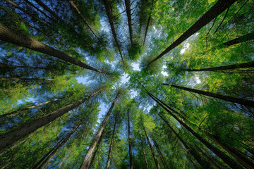 'In the lush, green forest, tall trees reach towards the blue sky with sunlight shining through their leaves.