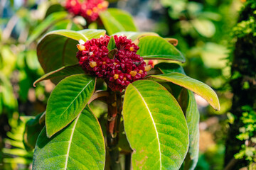 The Soka flower plant or red Ixora chinensis, commonly known as Chinese ixora flowers petal
