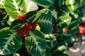 The Soka flower plant or red Ixora chinensis, commonly known as Chinese ixora flowers petal