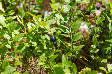blueberry bushes in the forest close-up, blueberry berry growing on a bush in the forest