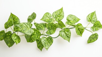 Elegant Pothos Vine Displaying Vibrant Green Leaves on a Clean White Surface
