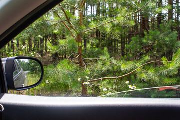 view of pine trees in the forest from a car window