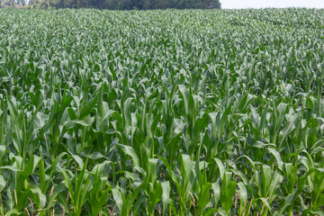 green corn field against blue sky close up