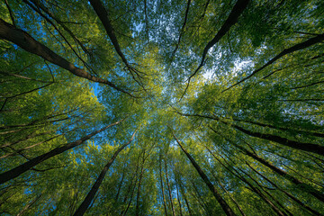 'In the lush, green forest, tall trees reach towards the blue sky with sunlight shining through their leaves.