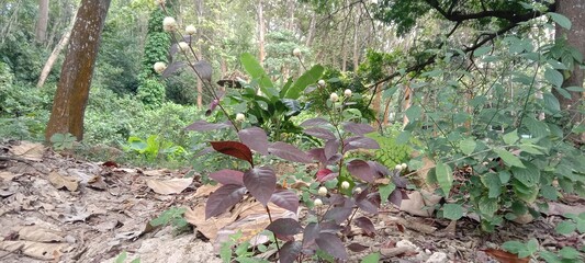 Obraz premium white liyar flowers with a background of teak trees and dry leaves 