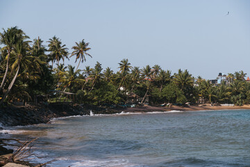 Lush vegetation and palm trees growing on the shore of a Sri Lankan beach in Mirissa, creating a peaceful and exotic atmosphere