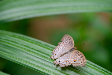 Macro photo of brown butterfly with eyespots resting on green leaf