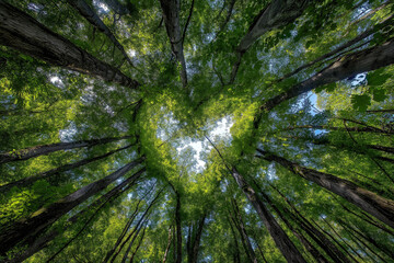 'In the lush, green forest, tall trees reach towards the blue sky with sunlight shining through their leaves.