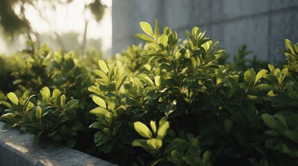 Lush green foliage illuminated by sunlight near a concrete structure outdoors